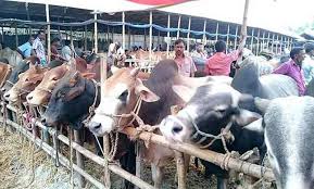 হাইকোর্টের আদেশ বহাল, আফতাবনগরে বসতে পারবে না পশুর হাট